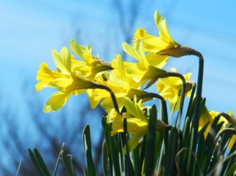 daffodils