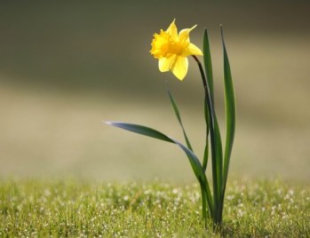 daffodils2